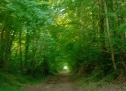 Sentier forestier verdoyant
