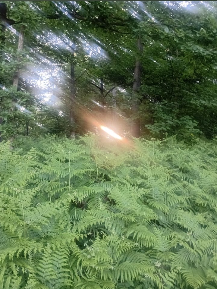 Sous-bois de fougères