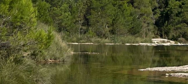 Rivière paisible en forêt