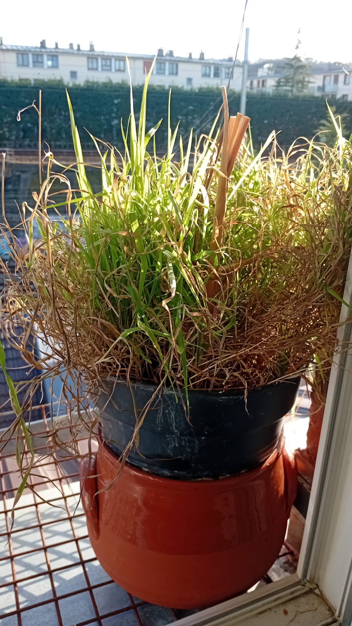 Plante verte, ambiance naturelle du cabinet